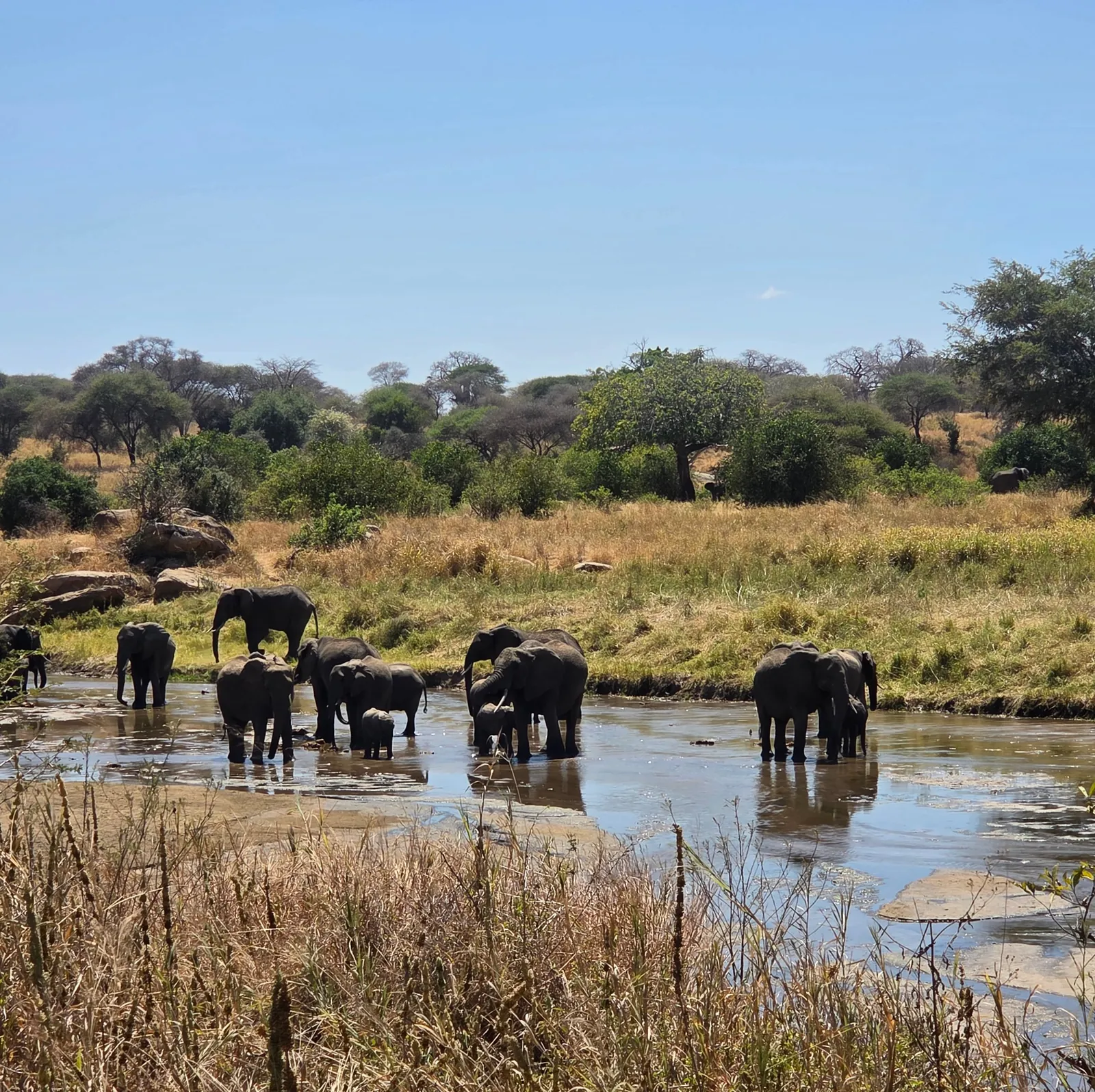 Elephant herd with calves standing in a shallow river, baobab trees on the bank behind