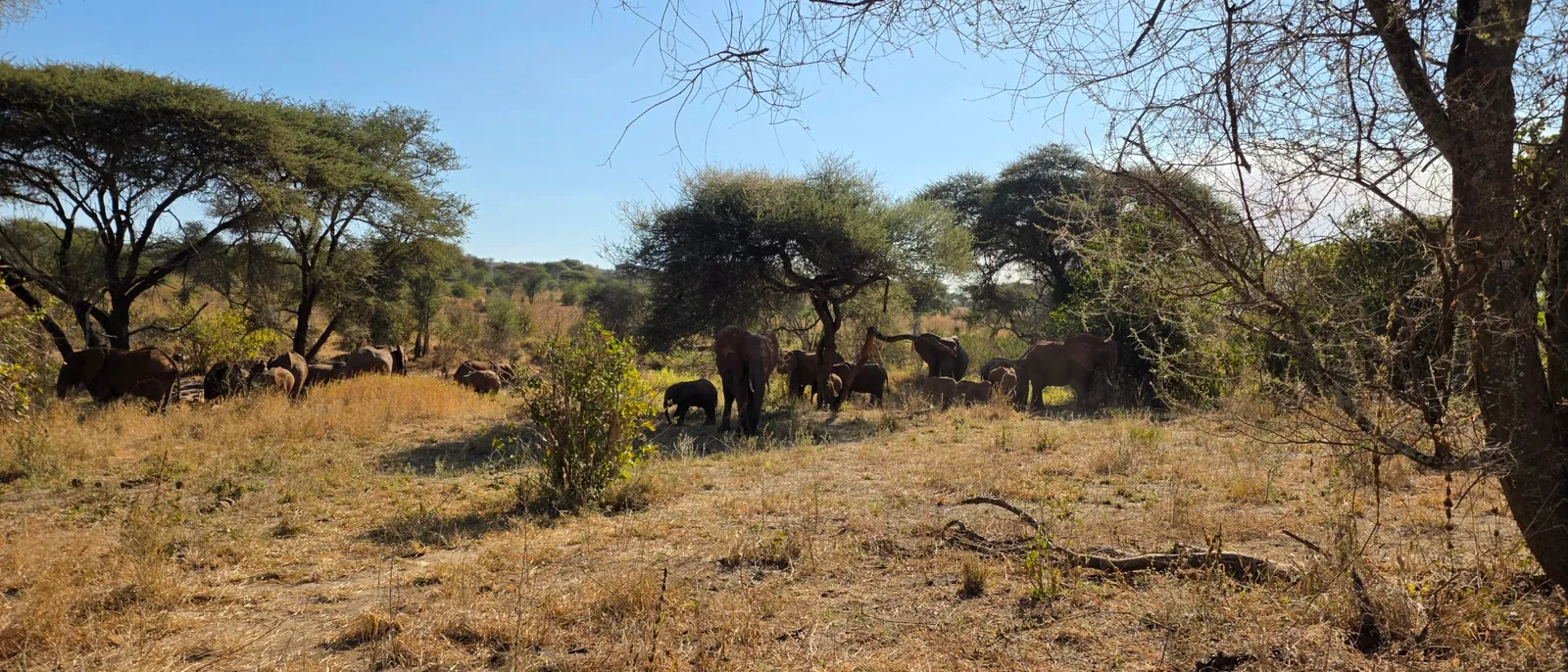 Elephant family with young calves resting in the shade of acacia trees in the dry season