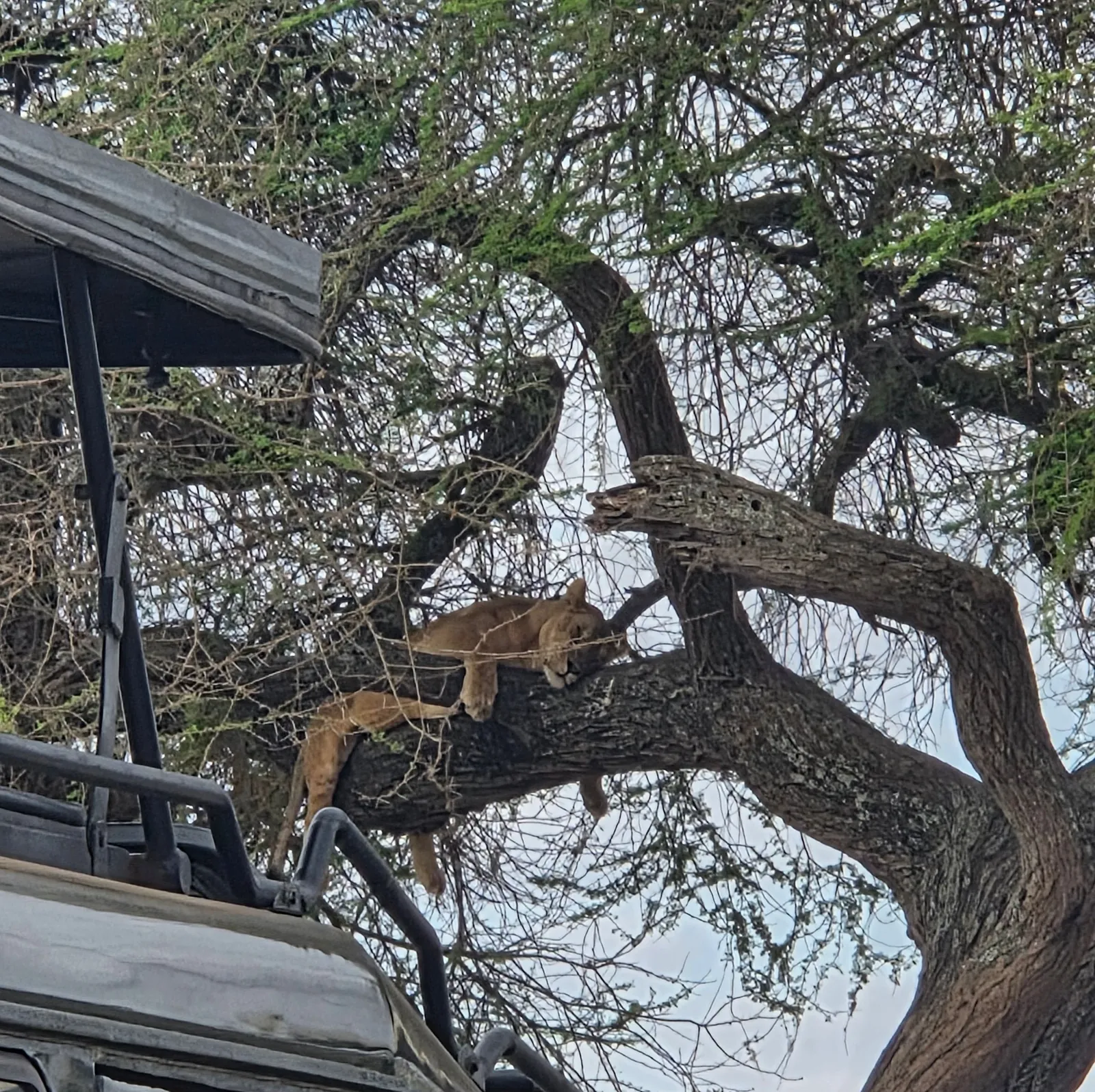 A lion asleep on a thick branch of an acacia tree, seen from an open safari vehicle