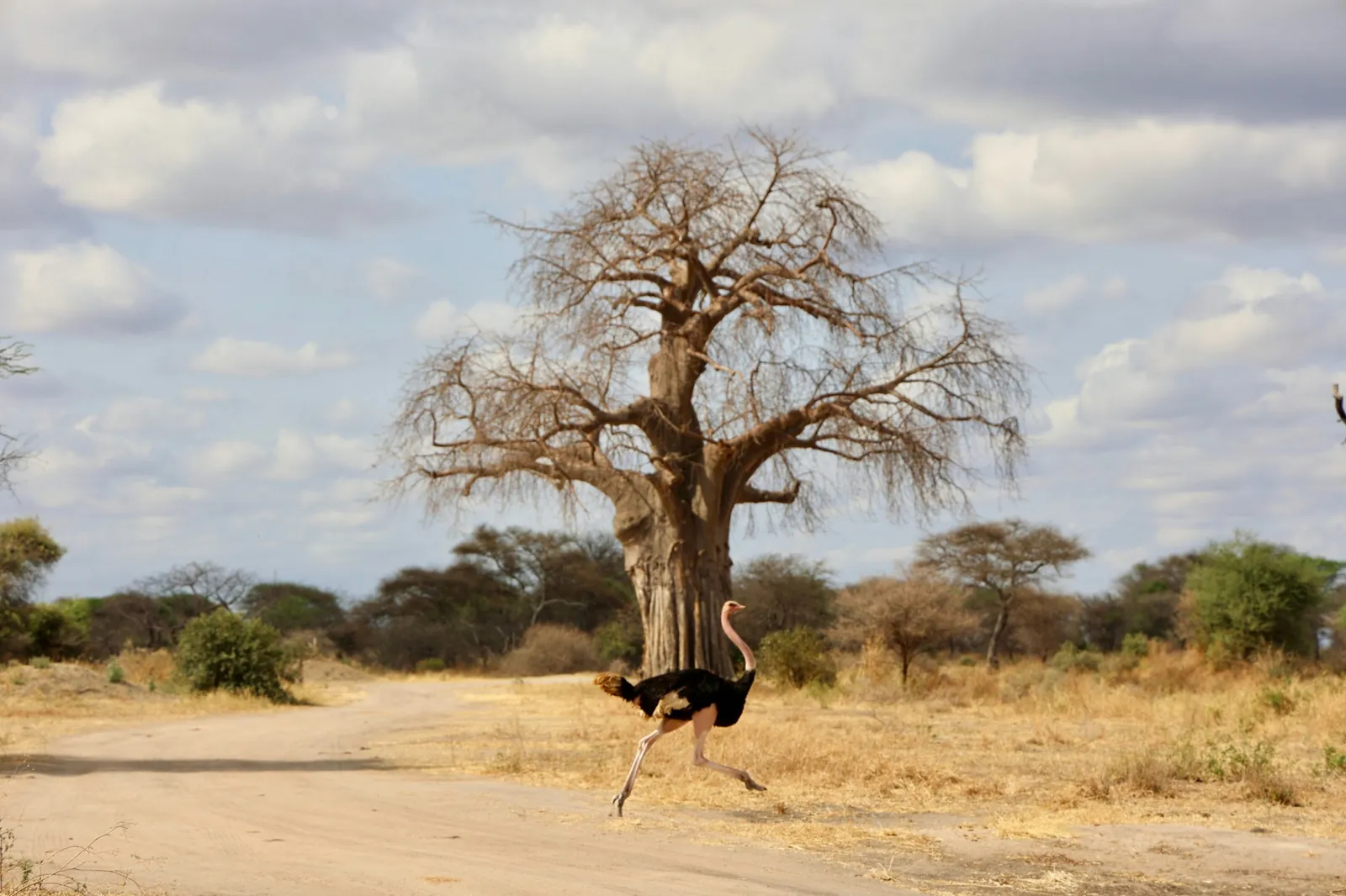 An ostrich running across a sandy track in front of a large baobab tree