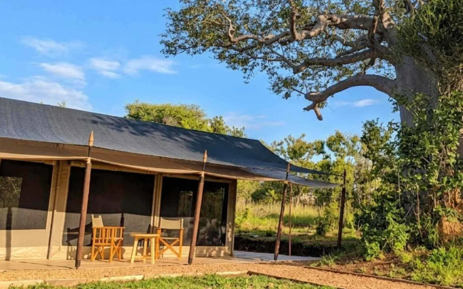 Kijani guest tent with veranda chairs in the morning sun, a large baobab beside it