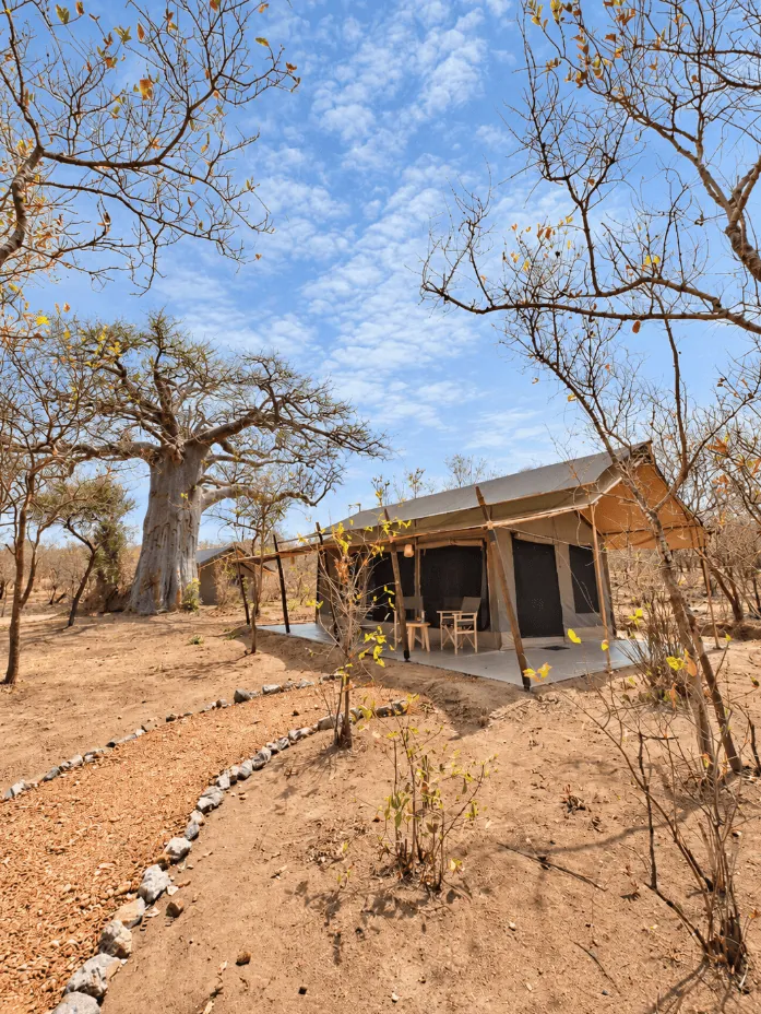 Tent exterior with veranda next to a baobab tree