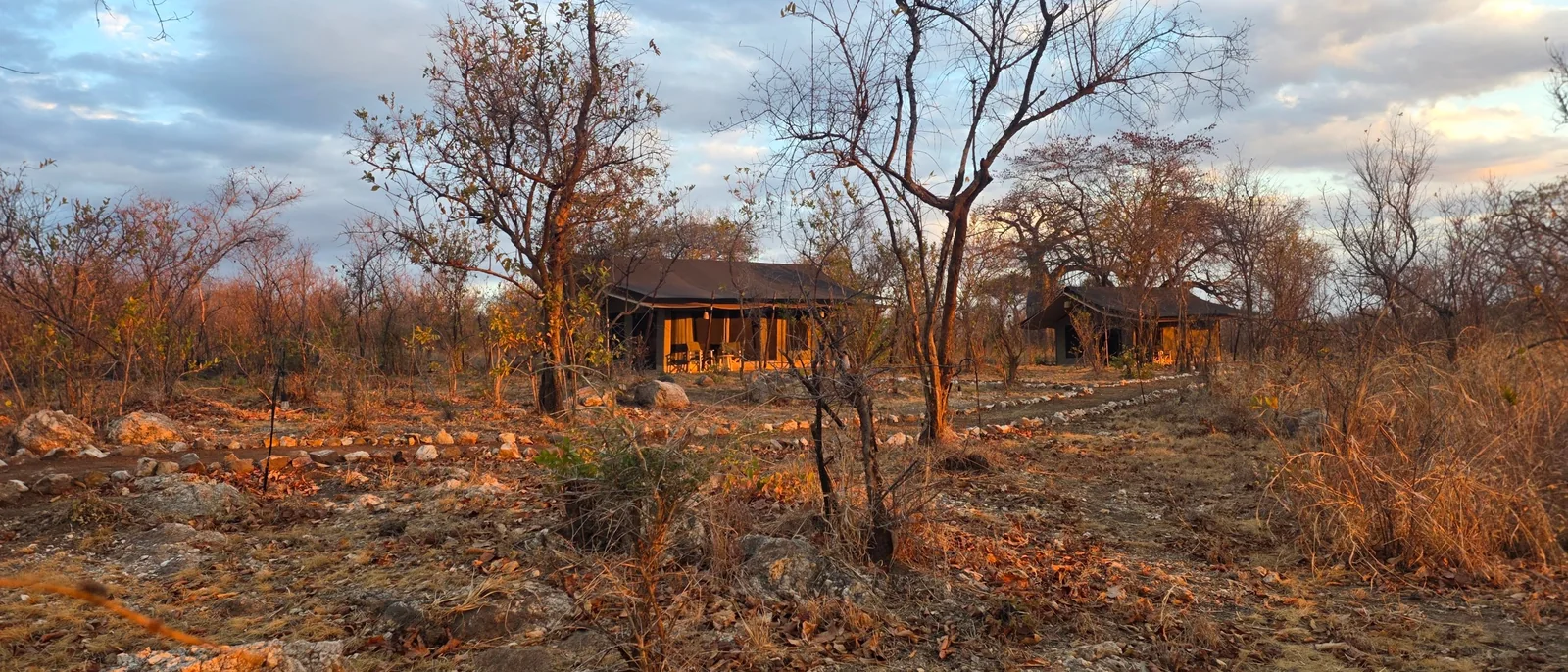 Two Kijani guest tents in the late afternoon light, a baobab standing behind them