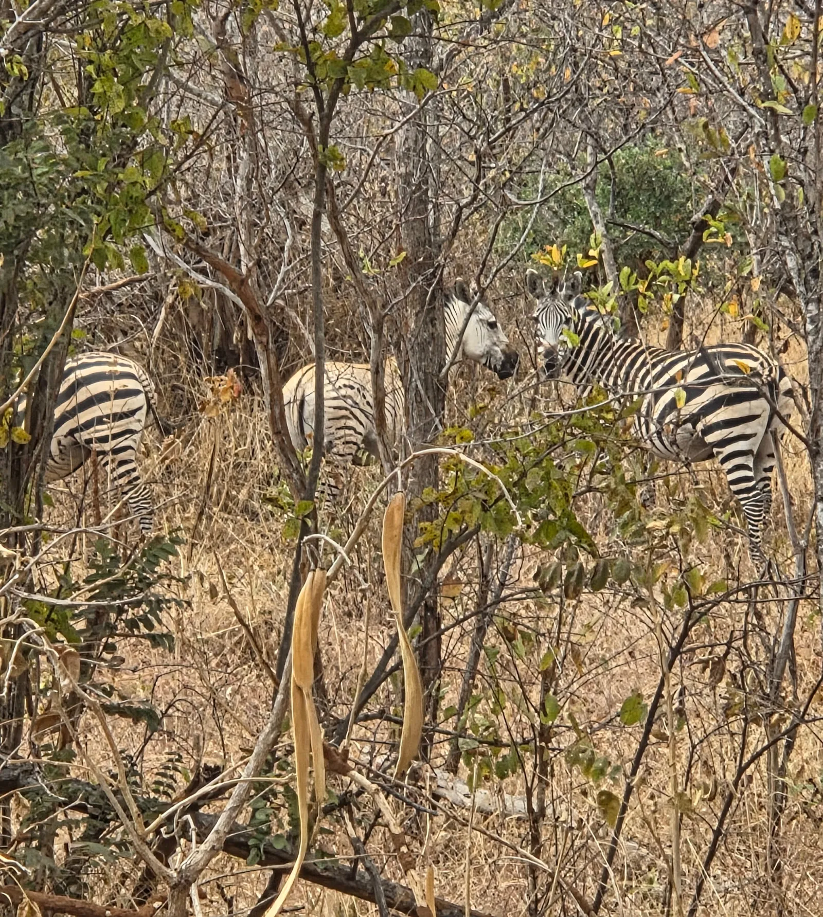 Three zebras half hidden in dry bush