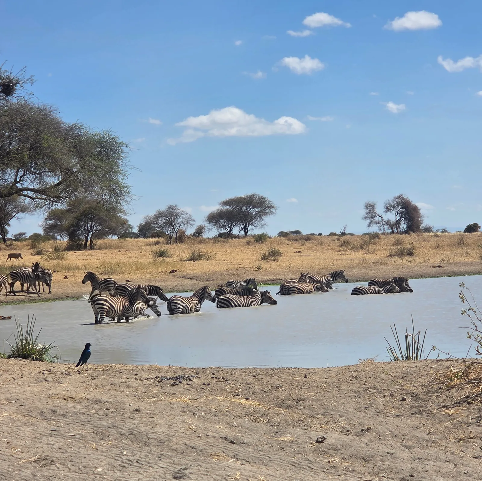 Zebras wading and drinking at a waterhole, a warthog and a starling nearby